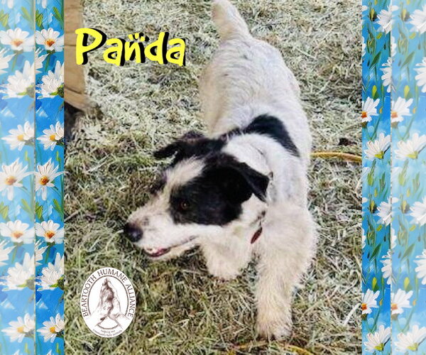 Medium Photo #4 Australian Kelpie-Jack Russell Terrier Mix Puppy For Sale in Red Lodge, MT, USA