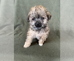Small Photo #6 Poodle (Toy) Puppy For Sale in FREDERICK, MD, USA