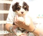 Small #2 Bernedoodle (Miniature)