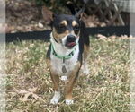 Small #1 Jack-Rat Terrier