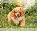 Small #5 Cocker Spaniel