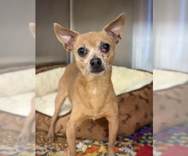 Medium Photo #1 Chihuahua Puppy For Sale in Sugar Land, TX, USA