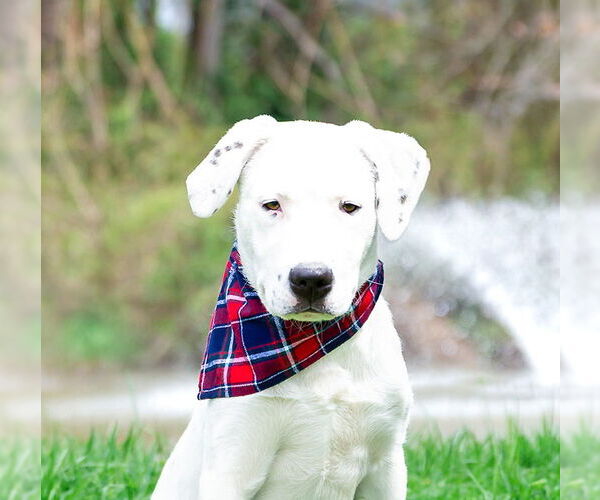 Medium Photo #6 Labrador Retriever-Unknown Mix Puppy For Sale in Unionville, PA, USA