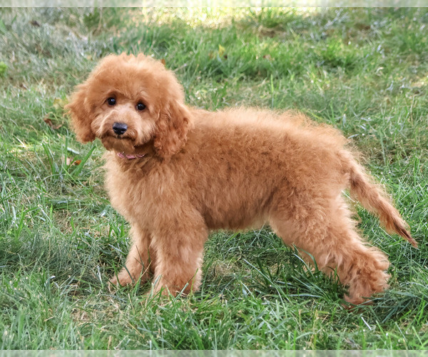 Medium Photo #3 Cavapoo (Miniature) Puppy For Sale in SYRACUSE, IN, USA