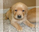 Image preview for Ad Listing. Nickname: Goldie