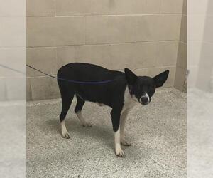 Labrador Retriever-Unknown Mix Dogs for adoption in Conroe, TX, USA