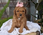 Small Photo #28 Cavapoo Puppy For Sale in GOSHEN, IN, USA