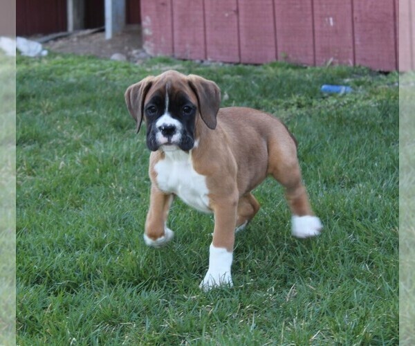 Medium Photo #2 Boxer Puppy For Sale in SHIPSHEWANA, IN, USA