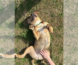 Baylee - Female Mutt Dog for Adoption - Photo #2