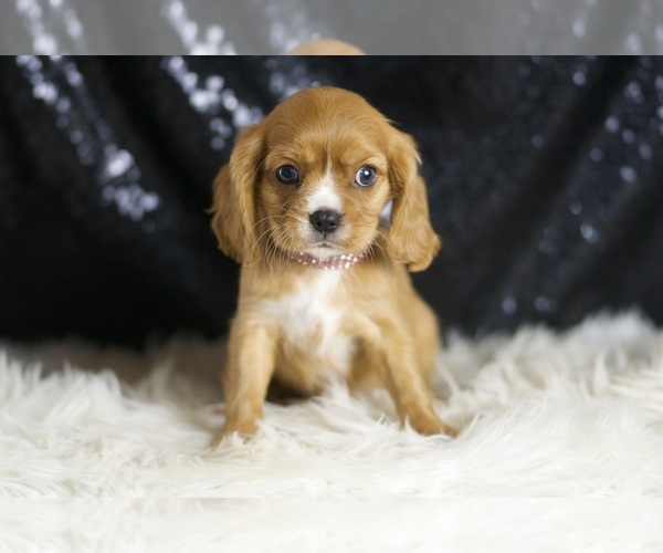 Medium Photo #5 Cavalier King Charles Spaniel Puppy For Sale in WARSAW, IN, USA