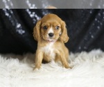 Small #4 Cavalier King Charles Spaniel