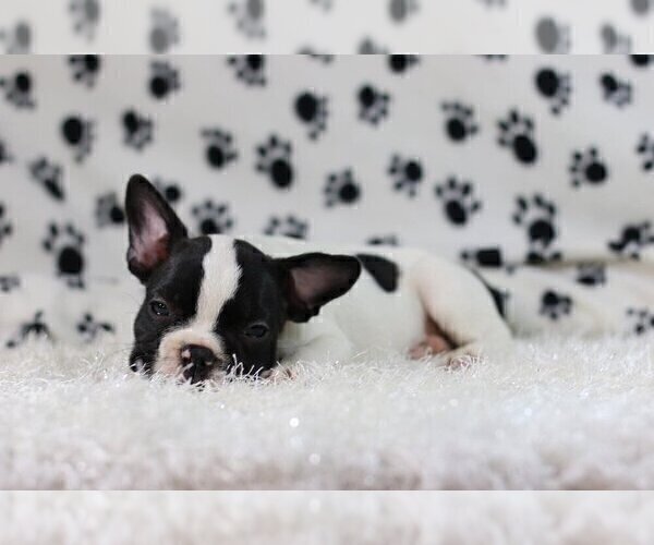 Medium Photo #3 French Bulldog Puppy For Sale in GLENVILLE, CT, USA