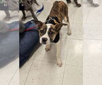 Small #1 Mutt