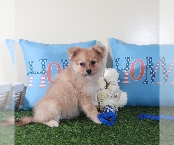 Medium Photo #1 Pomeranian Puppy For Sale in MOUNT VERNON, OH, USA
