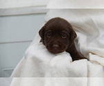 Small #2 Labrador Retriever