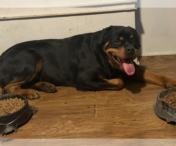 Medium Photo #11 Rottweiler Puppy For Sale in HICKORY, NC, USA