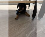 Small #3 Beagle-German Shepherd Dog Mix