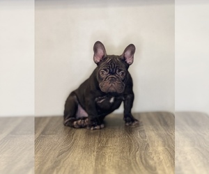 French Bulldog Puppy for sale in LONG BEACH, NY, USA