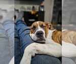 Small #7 Bullypit