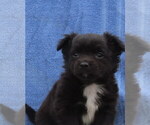 Small #25 Chihuahua