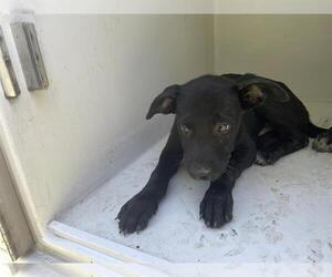 Labrador Retriever-Unknown Mix Dogs for adoption in Houston, TX, USA