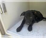 Small Labrador Retriever Mix