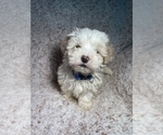 Small Photo #3 Maltipoo Puppy For Sale in ELKTON, KY, USA