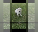 Small #10 Golden Retriever