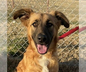 Mutt Dogs for adoption in Canton, CT, USA