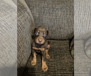 Doberman Pinscher Puppy for sale in BELTON, SC, USA