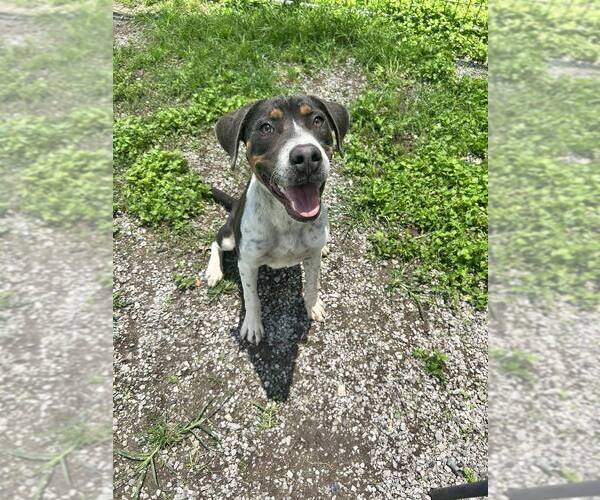 Medium Photo #1 Mutt Puppy For Sale in Abbeville, LA, USA