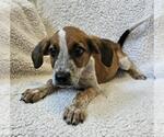 Small #9 Black Mouth Cur Mix