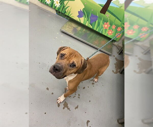 Medium Photo #1 American Bulldog Puppy For Sale in Waco, TX, USA