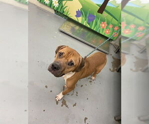 American Bulldog Dogs for adoption in Waco, TX, USA