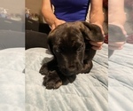 Small Photo #10 Cane Corso Puppy For Sale in CLEARWATER, FL, USA