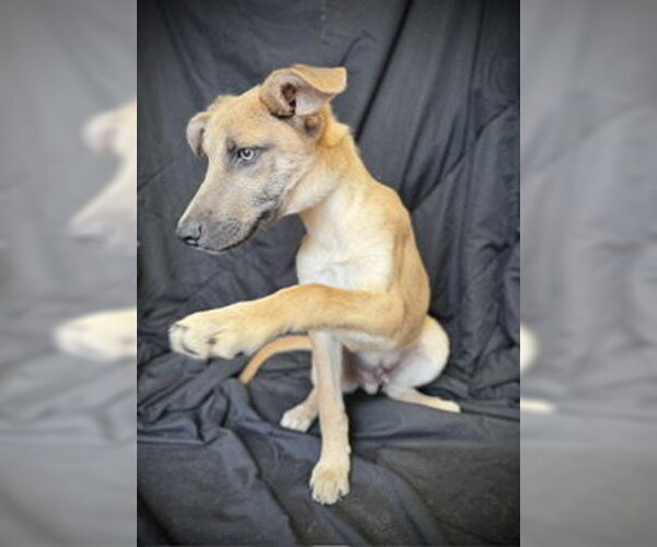 Medium Photo #5 Mutt Puppy For Sale in Pleasanton, TX, USA