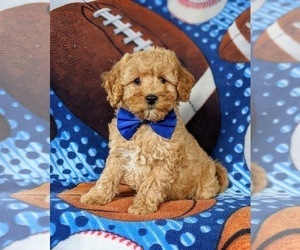 Poodle (Miniature) Puppy for sale in CHRISTIANA, PA, USA