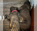Small Photo #6 Mastiff Puppy For Sale in Goodyear, AZ, USA