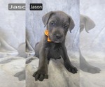 Puppy Jason Cane Corso