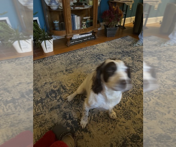 Medium Photo #1 English Springer Spaniel Puppy For Sale in ELKTON, VA, USA