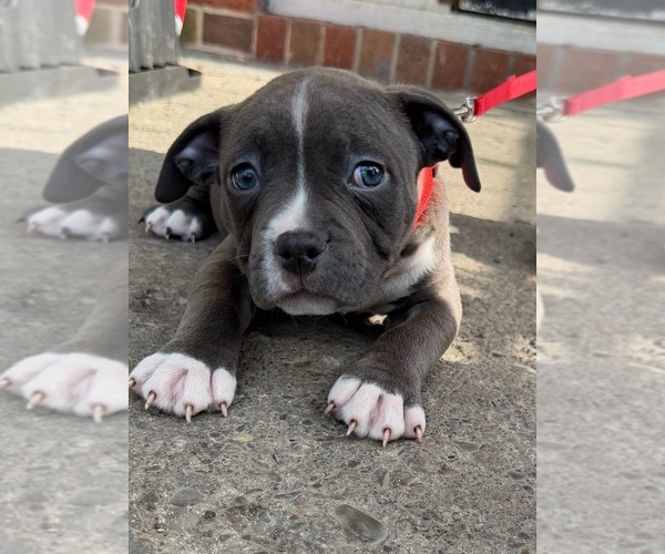 Medium Photo #2 American Bully Puppy For Sale in BUFFALO, NY, USA
