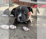 Small #1 American Bully