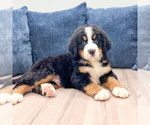 Small #3 Bernese Mountain Dog