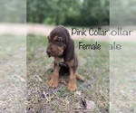 Small Photo #4 Bloodhound Puppy For Sale in WARRIOR, AL, USA