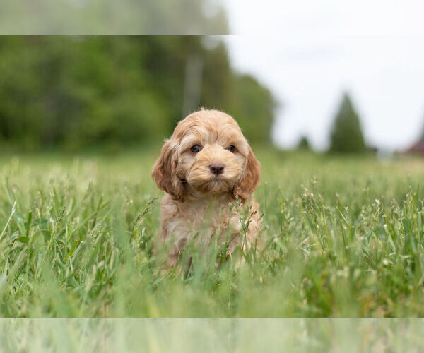 Medium Photo #8 Cocker Spaniel-Poodle (Miniature) Mix Puppy For Sale in WARSAW, IN, USA