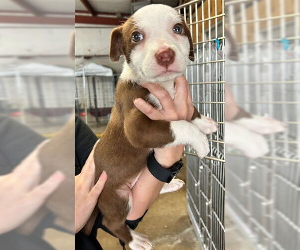 Medium Photo #1 Mutt Puppy For Sale in Plano, TX, USA