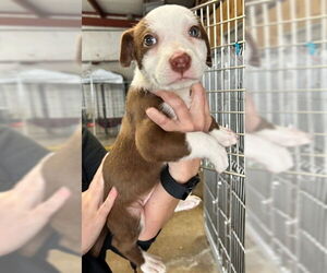 Mutt Dogs for adoption in Plano, TX, USA