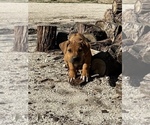 Small Photo #31 Rhodesian Ridgeback Puppy For Sale in MORONGO VALLEY, CA, USA
