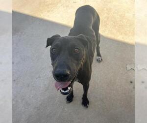 Doberman Pinscher-Unknown Mix Dogs for adoption in San Antonio, TX, USA