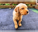 Small #1 Golden Retriever